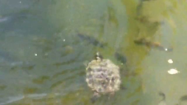 ДИКАЯ ПРИРОДА США смотреть онлайн