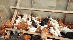 Несушки Коралл ник. Краткое описание. 29.04.2022.