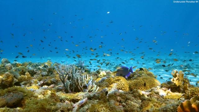 Aquarium 4K VIDEO ULTRA HD ? Calming Underwater Ambience - Tranquil Aquarium Sounds