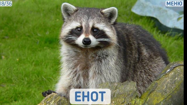 Учу слова: дикие животные: слайд шоу! смотреть онлайн