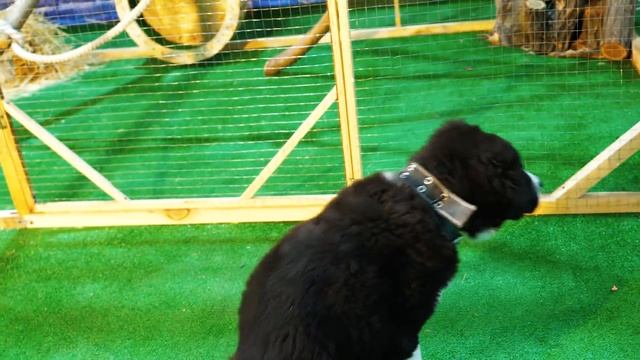 ВЫПУСКАЕМ БЕЛЬЧОНКА, КОТОРОГО СПАСЛИ ПОЛ ГОДА НАЗАД...