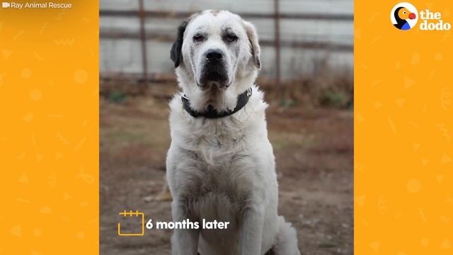 Friendly Stray Dog Refuses To Be Rescued Without Her Best Friend | The Dodo смотреть онлайн