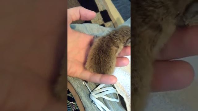 Милаха желтый мангуст. Самка неделя отроду) смотреть онлайн