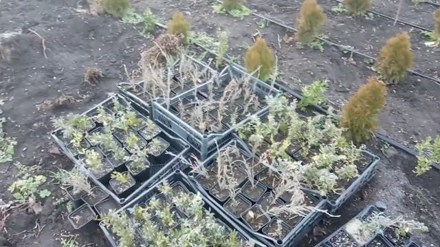 ХРИЗАНТЕМА В ДЕКАБРЕ//ДОРАБОТКА ПАРНИКА//УКОРЕНЕННЫЕ ЧЕРЕНКИ смотреть онлайн