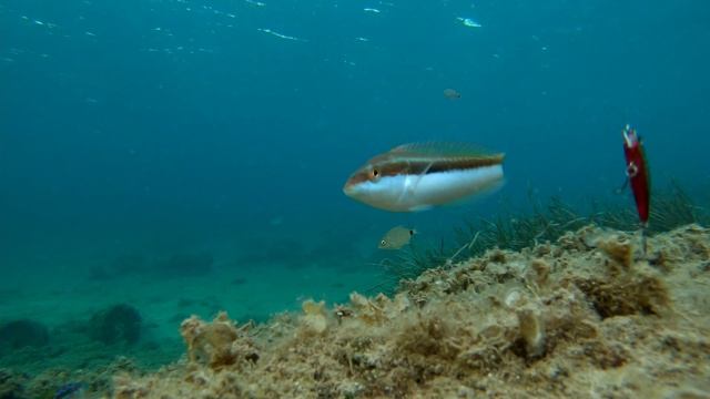 LRF Underwater | Strike Footage | How Fish Attack Lures смотреть онлайн