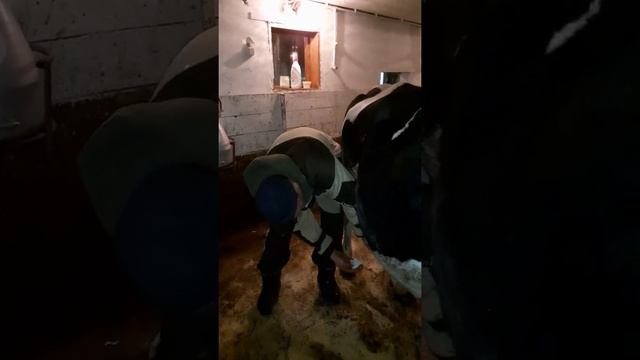 Запуск коровы по преметам смотреть онлайн