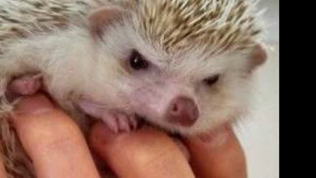 ЧТО ЖИВОТНОЕ ГОВОРИТ О ВАС?????? смотреть онлайн