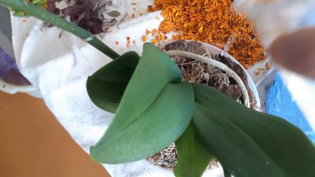 Летний полив ОРХ 2.0. Подробное видео. смотреть онлайн