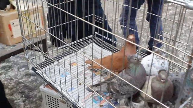 Верненский рынок голубей Алматы смотреть онлайн