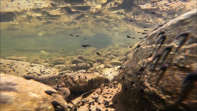 Groovy Tadpoles! смотреть онлайн