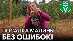 При такой посадке МАЛИНА ТОЧНО ХОРОШО ПРИЖИВЕТСЯ и даст отличный урожай!