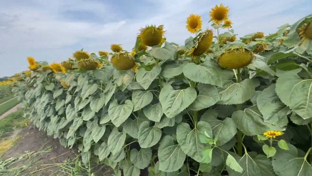 Добротний соняшник ?від компанії LG смотреть онлайн