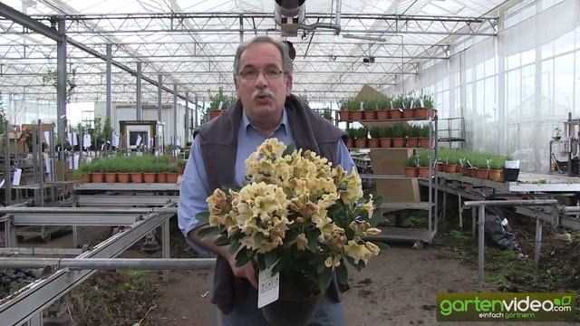 Rhododendron Hybride Bernstein смотреть онлайн