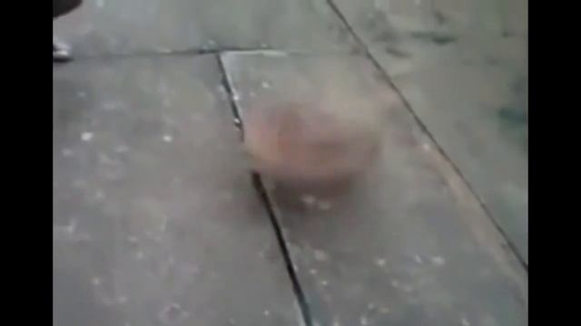 Заводной пёс смотреть онлайн