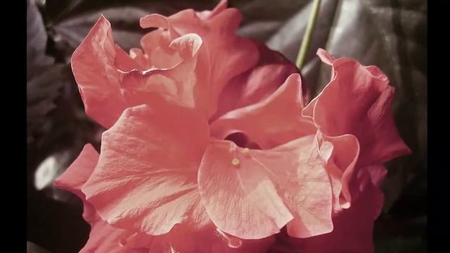 Мой мир - Мир MaxShane 1080p смотреть онлайн