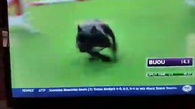 French Bulldog at Akc Agility Finals