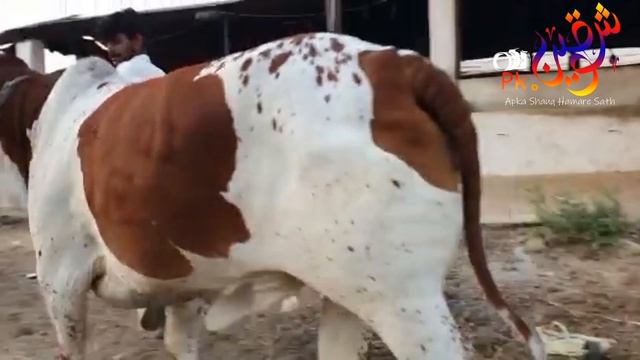 NS CATTLE FARM | TEASER | COMING SOON FULL VIDEO | SHAUQEEN.PK Apka shauq humare sath !!!!!! смотреть онлайн