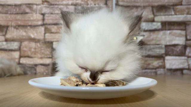 Kitten Quito 😻 eat baby paste смотреть онлайн