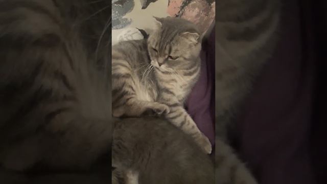 Под каблуком у мамы / Кошка мама и котенок / КОШКИН ДОМ смотреть онлайн