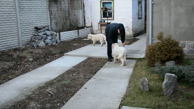 Щенки мареммо-абруцкой овчарки смотреть онлайн