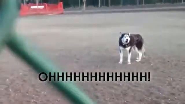 Собака не хочет идти домой) смотреть онлайн