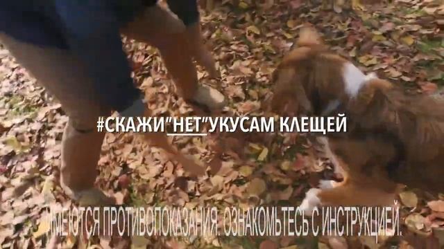 Ошейник Форесто   Реклама