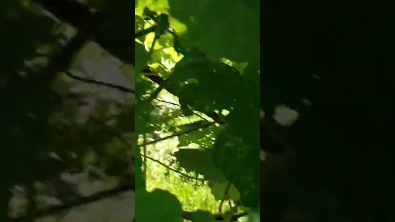 Скоро будет виноград смотреть онлайн