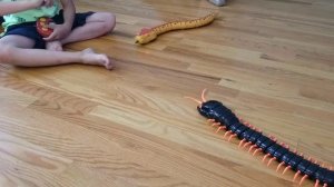 Змея на пульте управления Борьба: ЗМЕЯ против СОРОКОНОЖКИ - КТО БЫСТРЕЕ? Радиоуправляемые игрушки