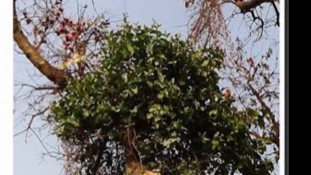 Satru bashikaran | satru bashikaran odia | tecbigyan | tecbigyan Odia | tantra mantra odia смотреть онлайн