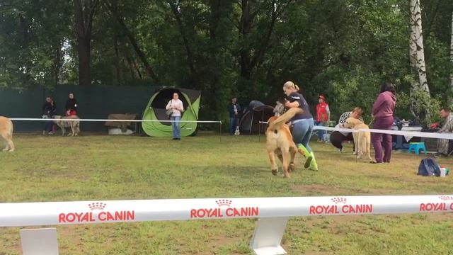 Монопородная выставка Испанских мастифов, класс Чемпионы, Escoces de Arasanz смотреть онлайн