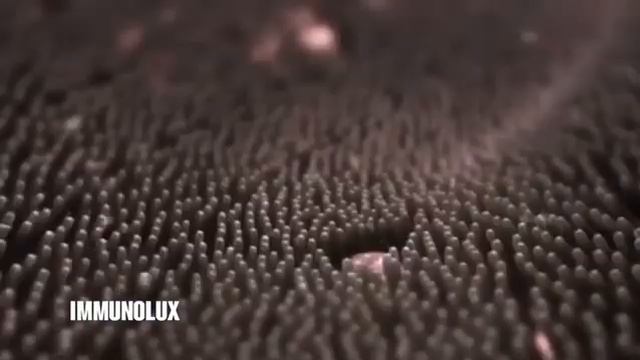 Immuno Lux смотреть онлайн