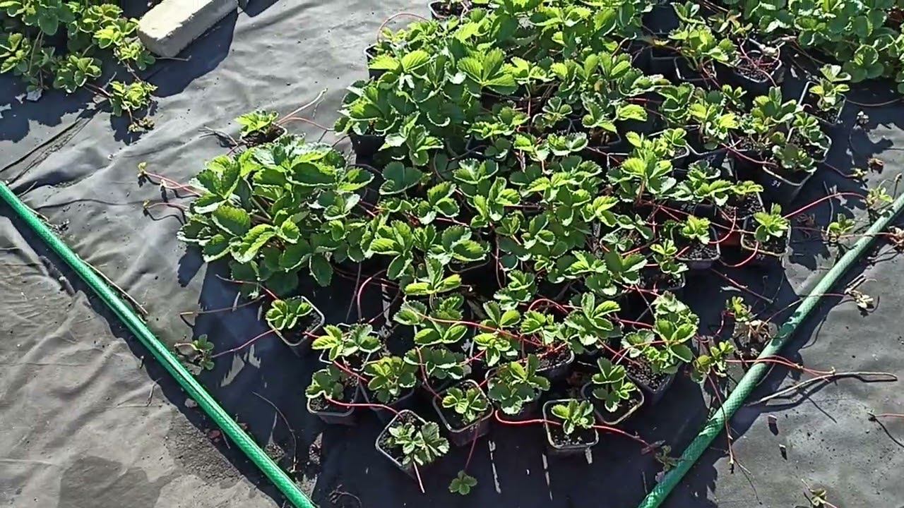 размножение клубники смотреть онлайн