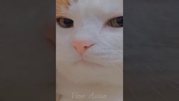 #Funniest #Cats ? and #Dogs ? #Part 44