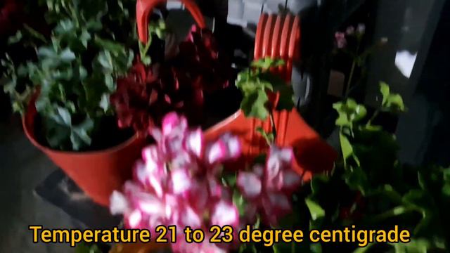 Geranium : Carefree Beauty, Important Tips For Care, Cost And Benefits #care #tips #cultivation