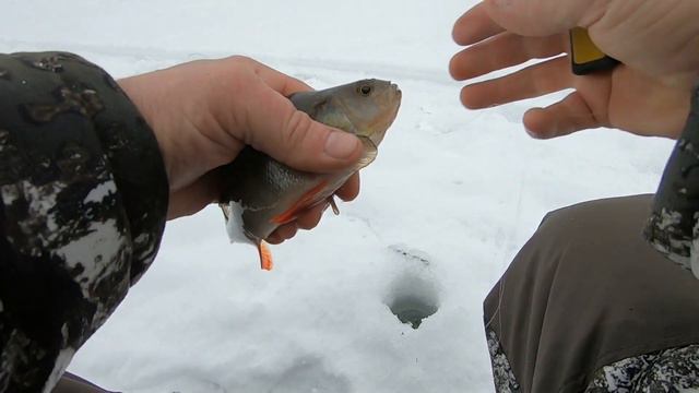 Глухозимье начинается. Окуни на мормышку. смотреть онлайн