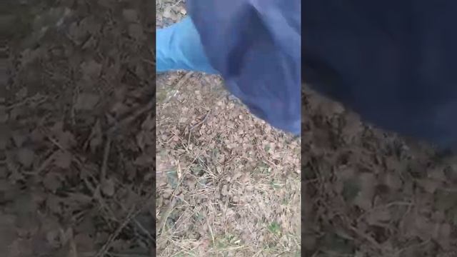 ИЩЕМ КЛАД - ОЗВУЧКА ВЗЯТА ИЗ МУЛЬТФИЛЬМА "ПРОСТОКВАШИНО" смотреть онлайн