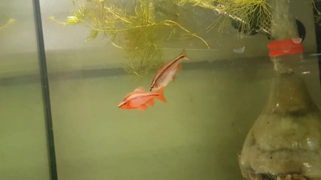 Нерест барбус вишневый смотреть онлайн