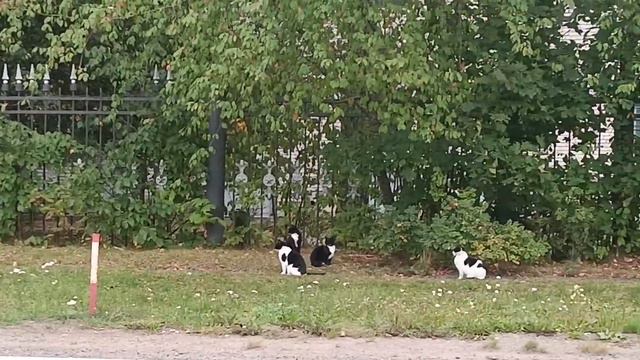 много кошек.. смотреть онлайн