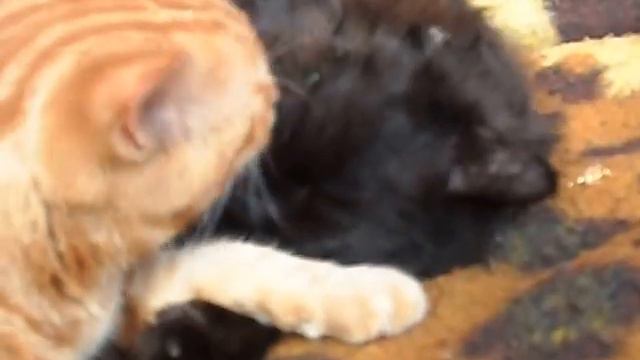 ласковые котики смотреть онлайн