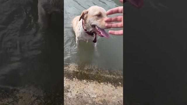 Лабрадор тонет, хозяин зверь?! Смотреть до конца! #labrador #funnydog