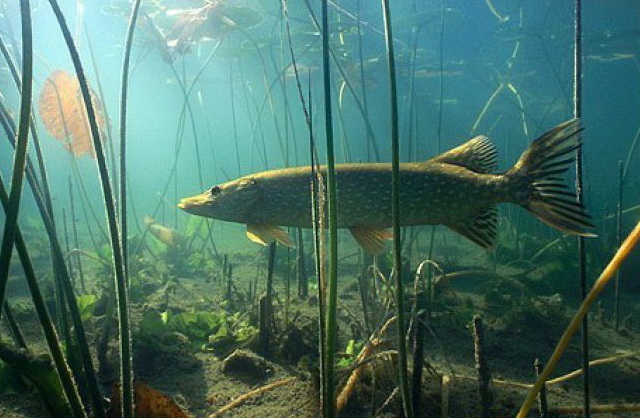 Щука (2 часть) смотреть онлайн