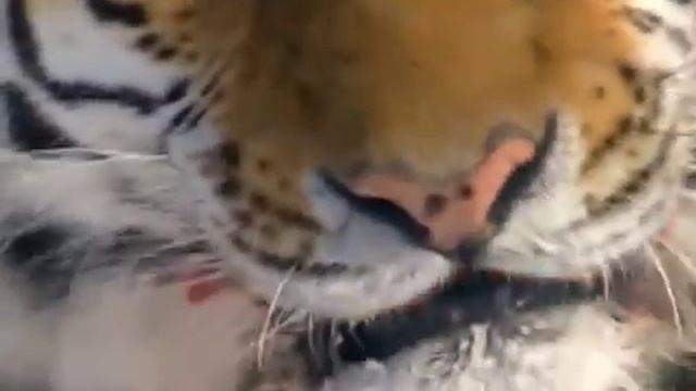 (19) Ushuaia Nature - La Vie à l'extreme (Siberie) смотреть онлайн