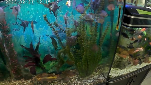 Рыбки. Птичий рынок./ Волгоград.21.02.22/Аквариумные рыбки.. Цены. смотреть онлайн