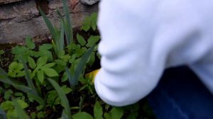 Мастер-класс по выращиванию рассады мальвы, или шток-розы розовой