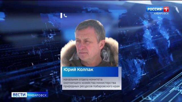 Выход тигров к людям смотреть онлайн