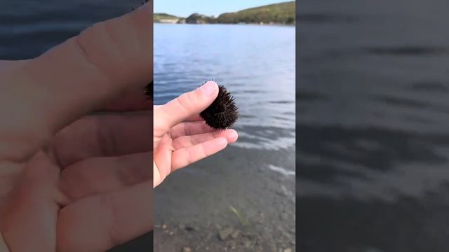 Как скрещивать морских ежей? смотреть онлайн