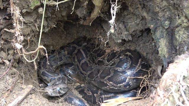 Skills Catch Biggest Python By Hand - Meet Giant Anaconda In The Forest смотреть онлайн