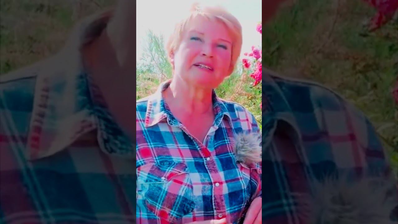 розы рамблеры и кламберы смотреть онлайн