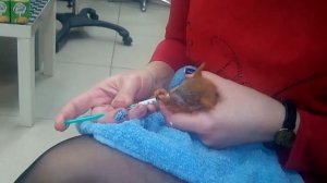 Как кормить бельчат
