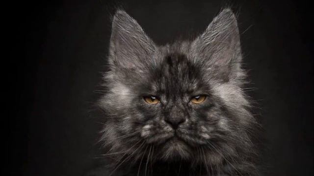 Как отличить чистокровного Мейн-куна. Цена на Мейн-кунов.